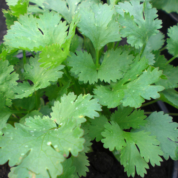 Santo Cilantro/Coriander Seeds | Heirloom / Non-GMO | Free Shipping | 1279 gallery