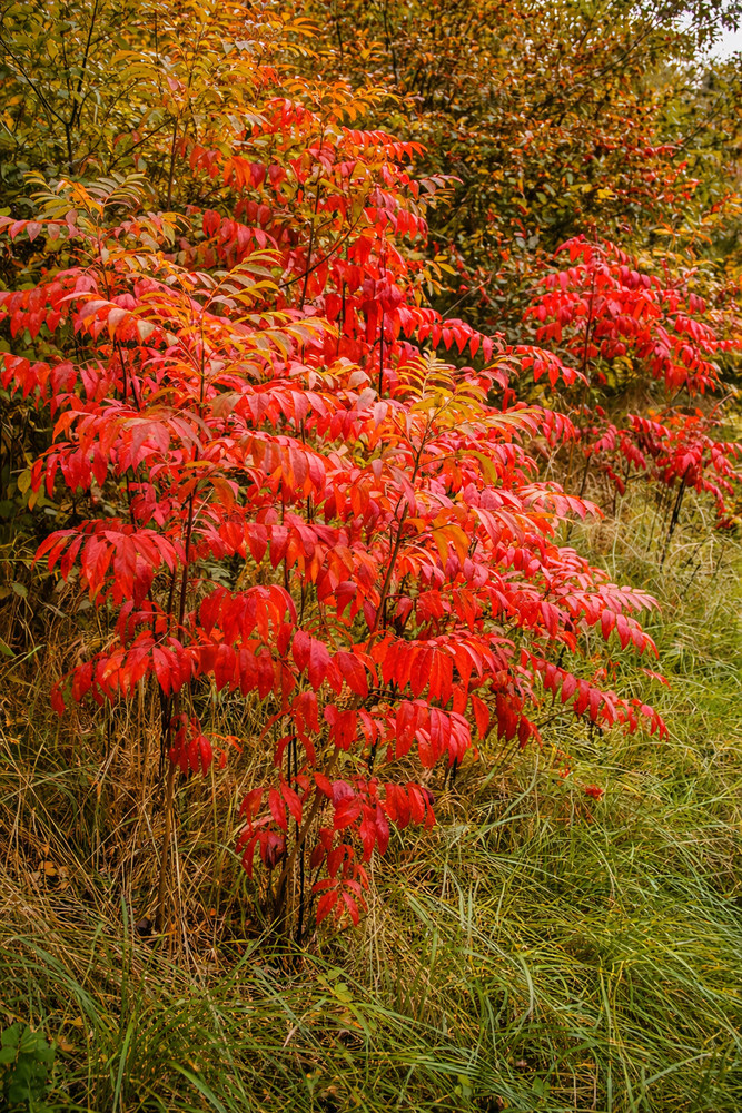 200 FLAMELEAF SUMAC TREE Seeds Shining Winged Rhus Copallina - Zones 4-9 USA