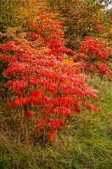 200 FLAMELEAF SUMAC TREE Seeds Shining Winged Rhus Copallina – Zones 4-9 USA
