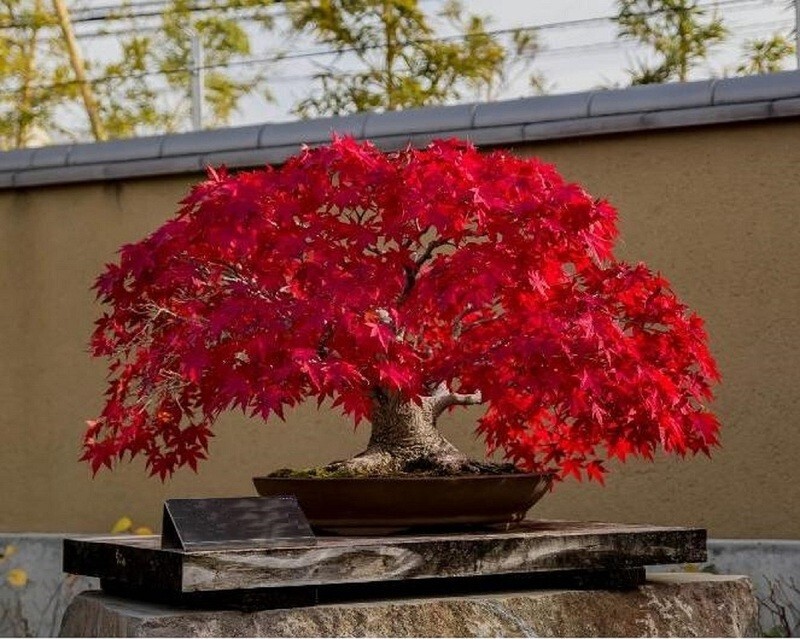 Bonsai Red Maple tree seeds 5 count~ beautiful red leaves~ gallery