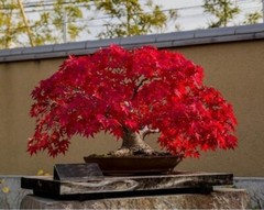 Bonsai Red Maple tree seeds 5 count~ beautiful red leaves~