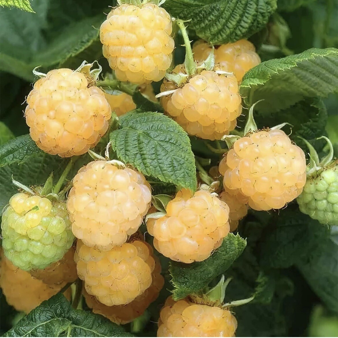 25 Golden Raspberry Seeds Berry Garden Vine Fruit USA Homegrown Edible Medicinal gallery