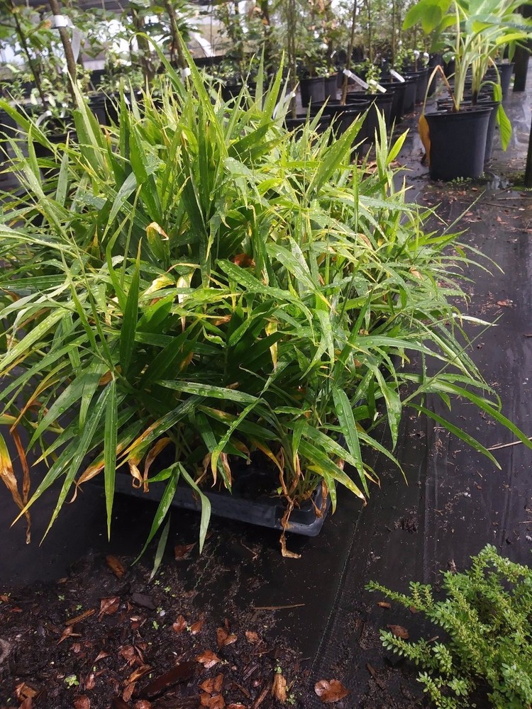 Ginger - edible.cullinary root- live plant - Zingiber officinale 1 plant deal