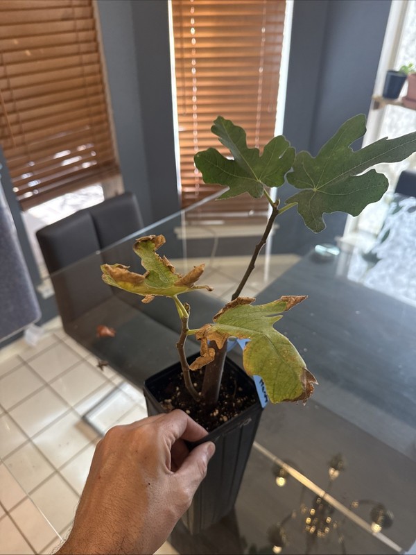 Chicago Hardy Fig Tree gallery