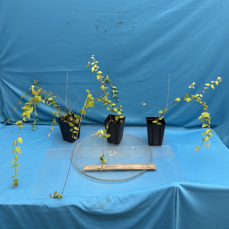 Sphyrospermum ellipticum Newly Established Large Neotropical Ericaceae 4.5” Pot gallery