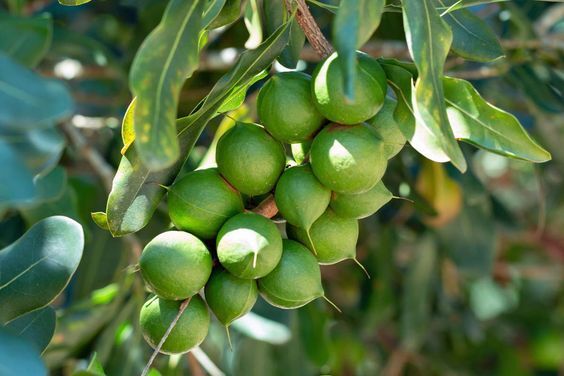 20+ Macadamia Nut Perande Seeds (Macadamia integrifolia) For Planting gallery