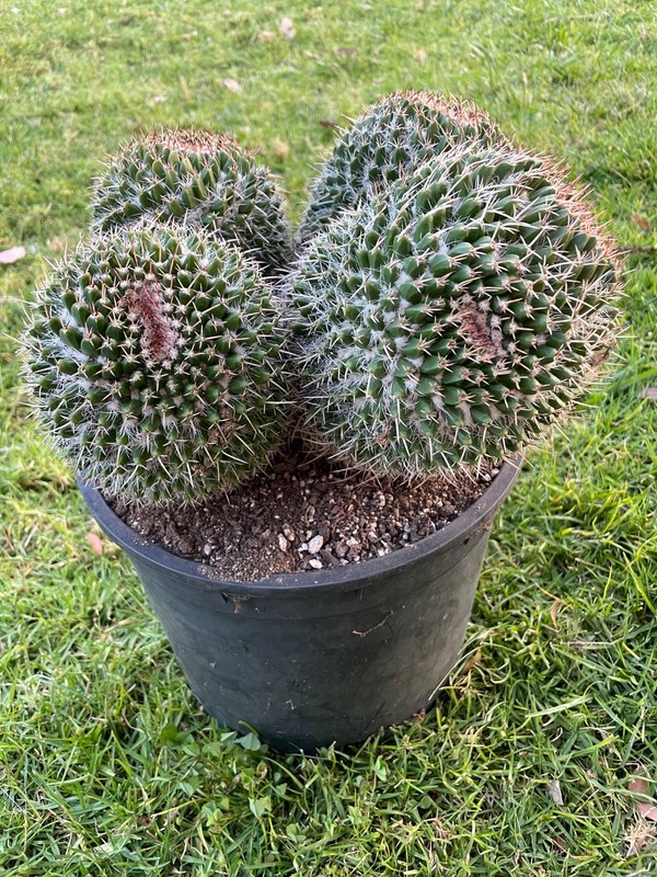 stunning, 4 huge double head cluster, Mammillaria Nejapensis #51A gallery