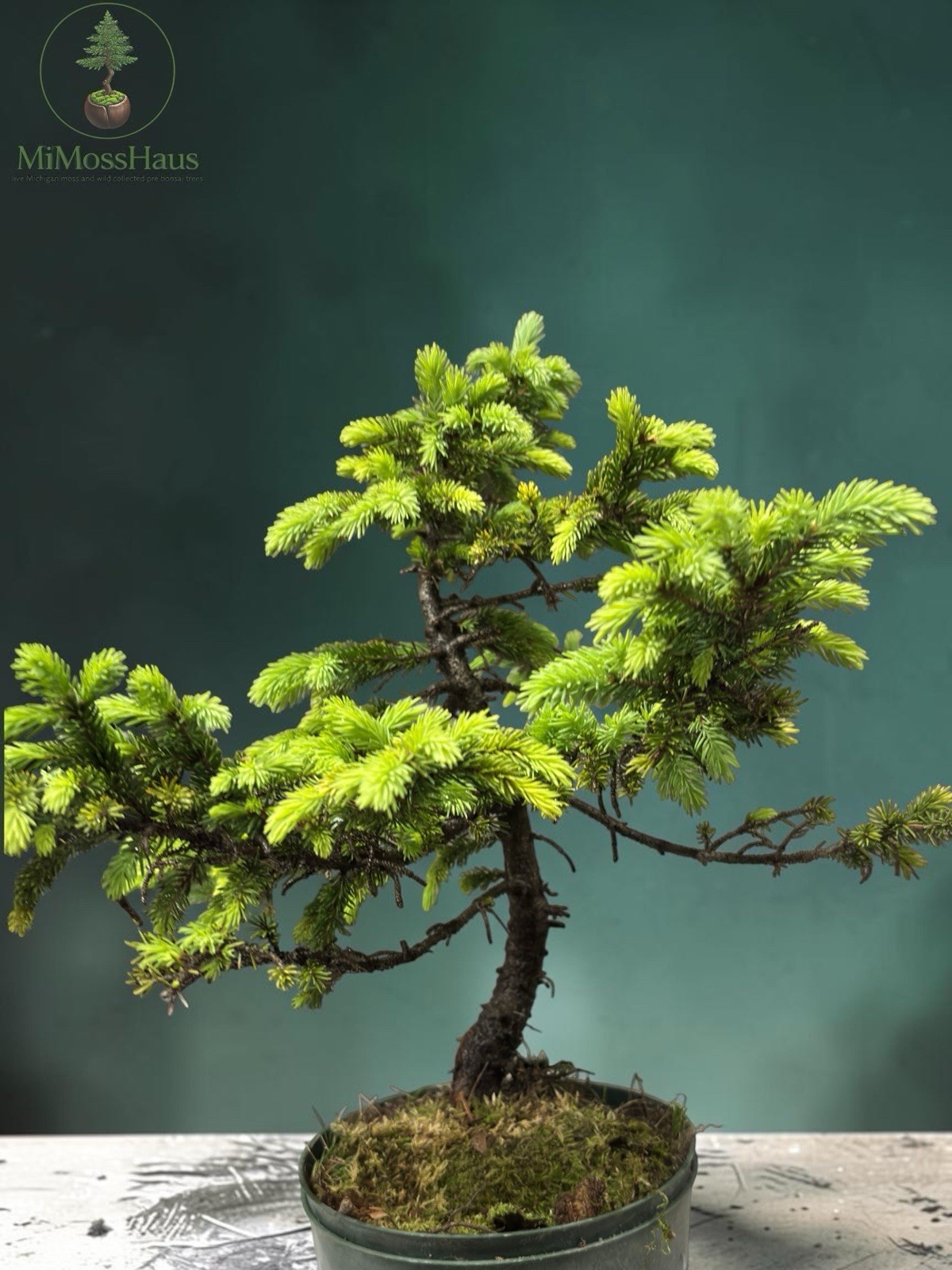13” black Spruce Wild Collected Pre Bonsai Raw Material gallery