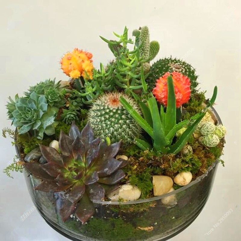 Mixed Rare Stone Cactus Seeds, Succulent Seeds, 100pcs/Pack gallery