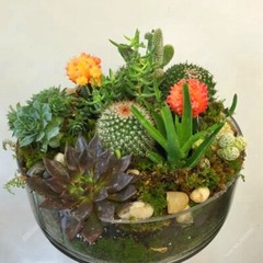 Mixed Rare Stone Cactus Seeds, Succulent Seeds, 100pcs/Pack
