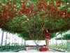 Seeds Tomato Tree Vegatable High Yield 30 kg Bush NON-GMO Organic Heirloom gallery