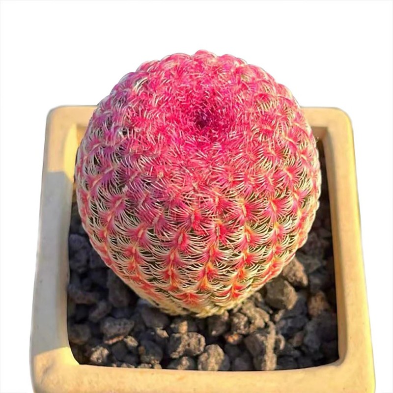 Echinocereus rigidissmus rubispinus Rainbow Hedgehog Cactus Succulent Plants gallery