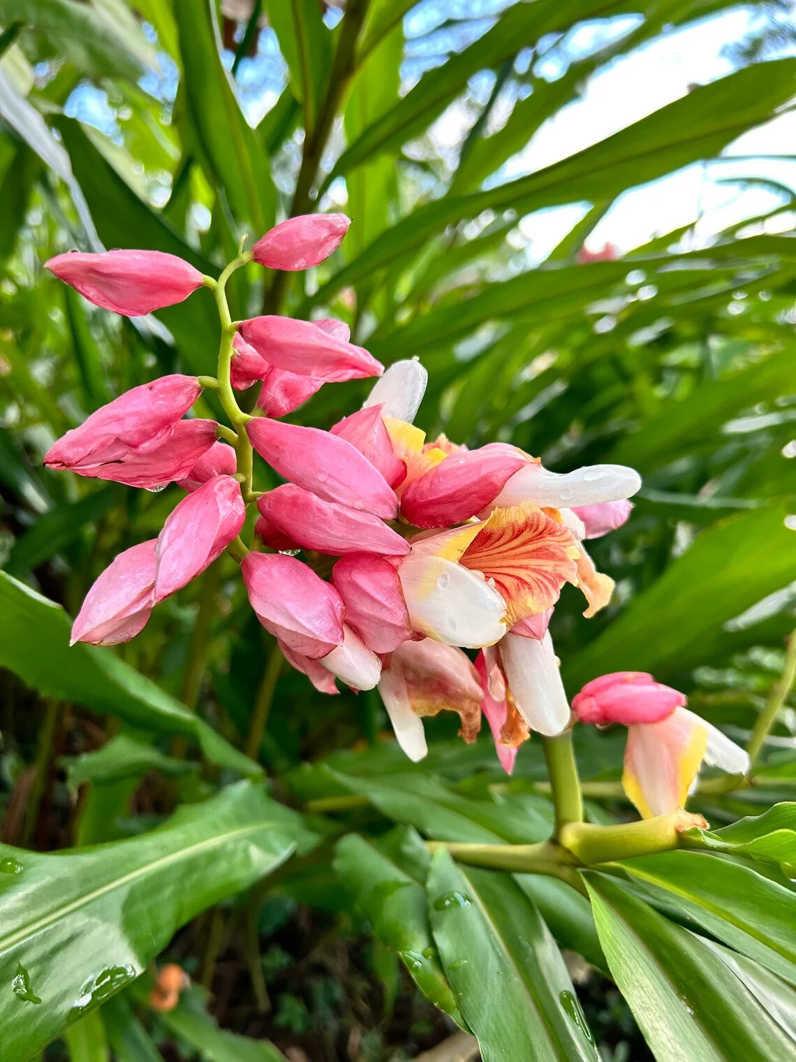 2 Pink Perfection Shell Ginger rhizomes, Alpinia hainanensis, Free Shipping! gallery