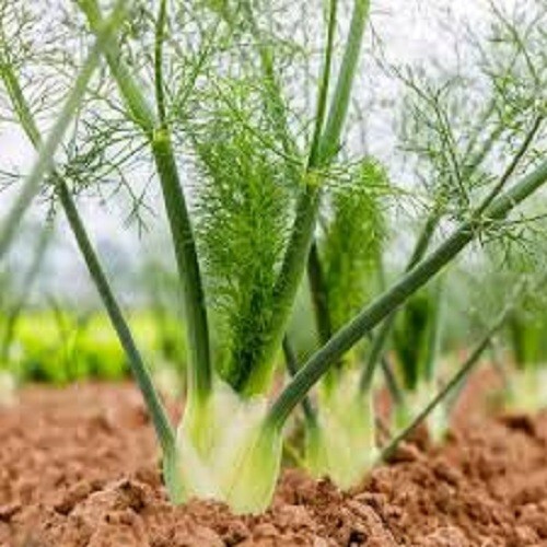 Premium Florence Fennel - Fresh Organic Heirloom Seed - Buy any 3 var, 20% off! gallery