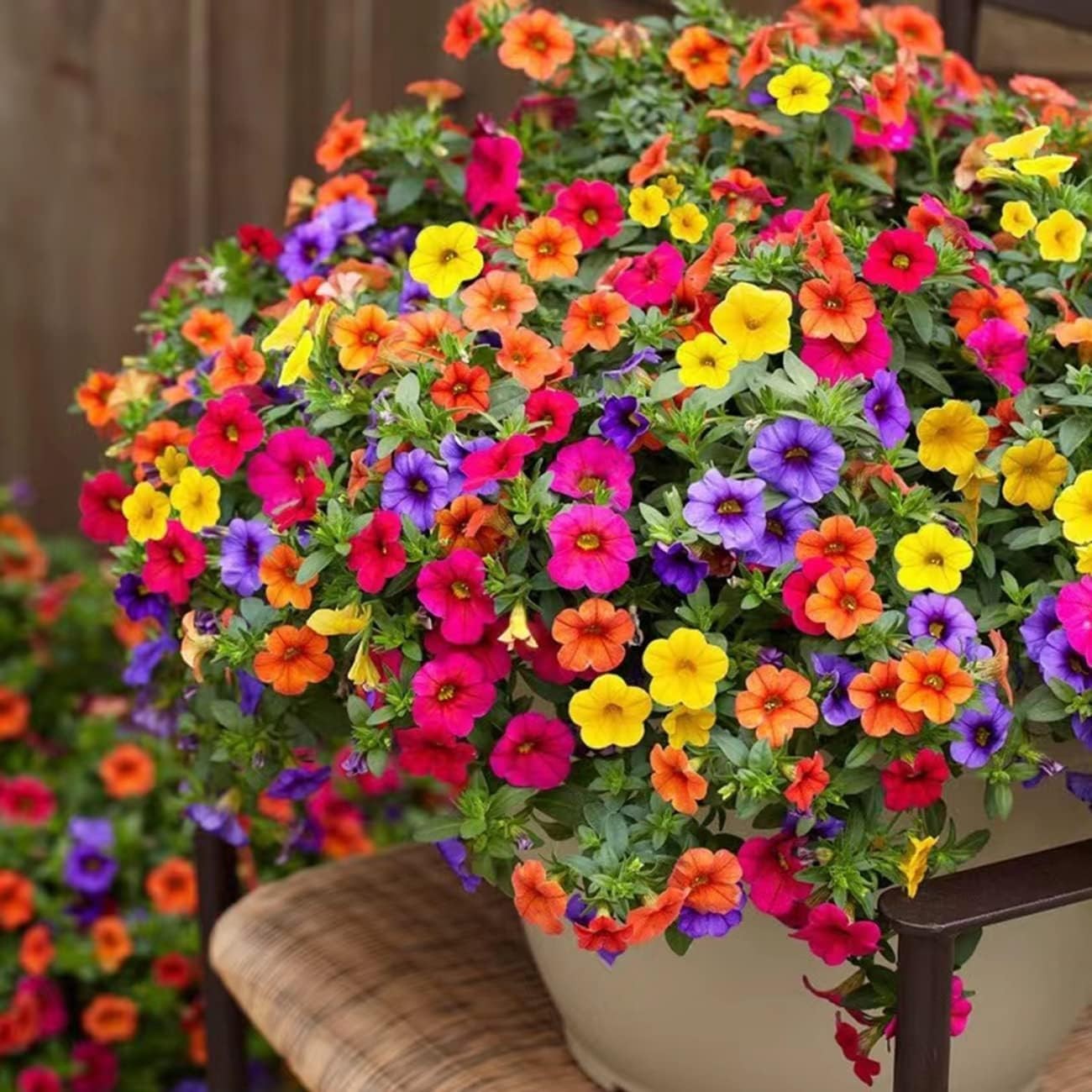 5000+ Petunia Seeds - Mixed Rainbow Color, Bonsai, Grandiflora Flowers, 1500 mg gallery