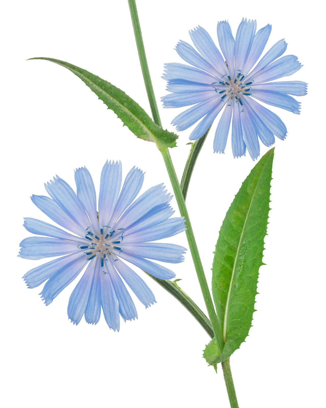 1000+ Chicory Seeds | Blue Dandelion | Perennial Medicinal Herb & Coffee Subst. gallery
