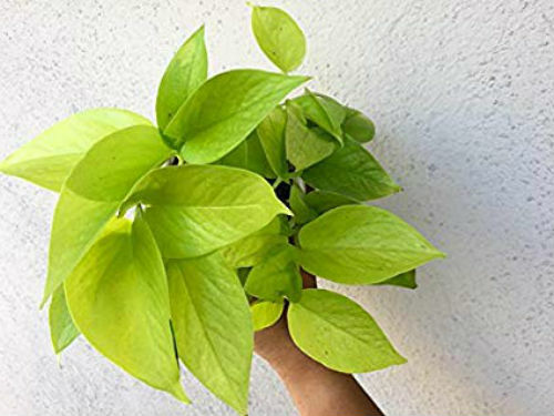 Neon Devil's Ivy Pothos Live Plant Very Very Easy to Grow Epipremnum - 4" Pot gallery