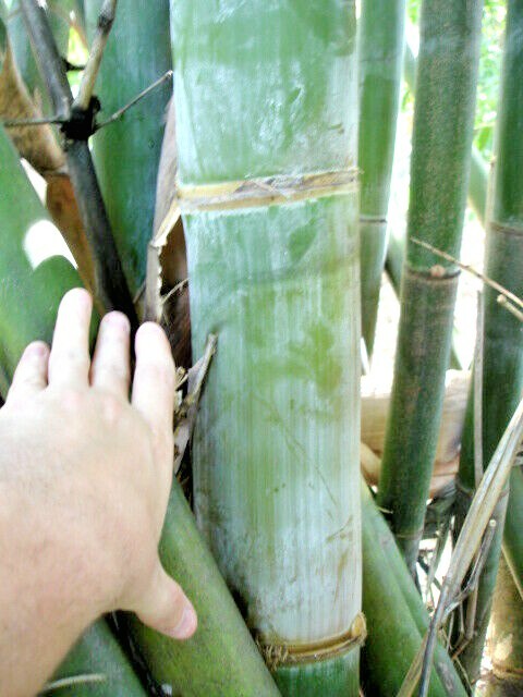 10 OLDHAMS GIANT TIMBER BAMBOO SEEDS - Bambusa Oldamii gallery