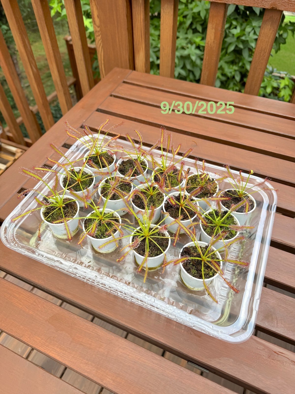 Carnivorous Plants Starter Pack (2) - Pinguicula and Cape Sundew Easy to Grow! gallery