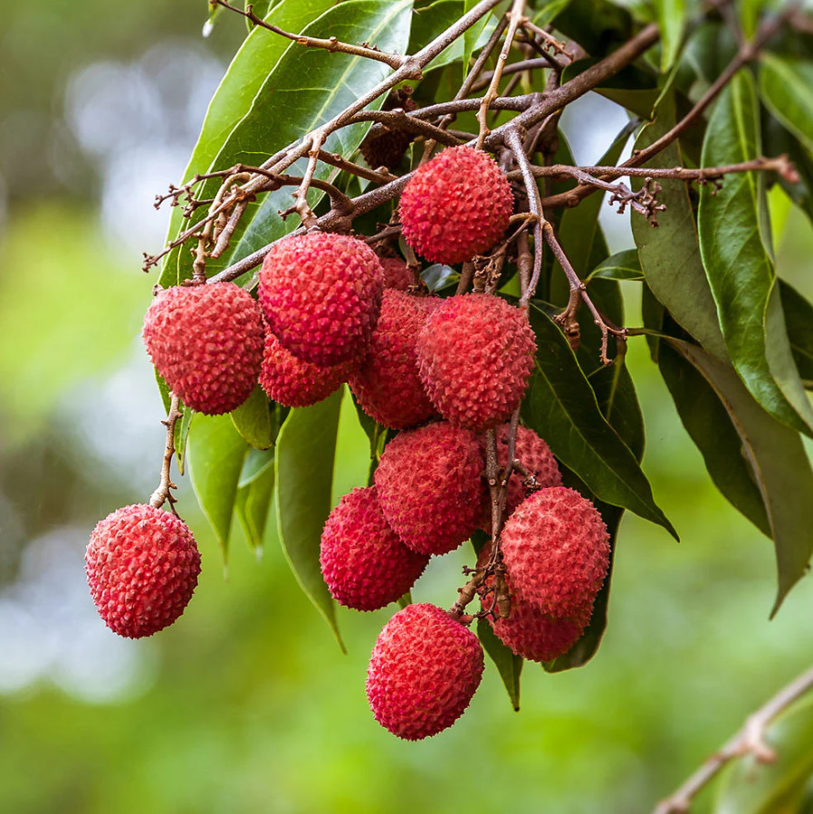 Live Sweet Heart Lychee Tree – 3 Gal Pot – 3–4 ft Tall (Air-layered) gallery