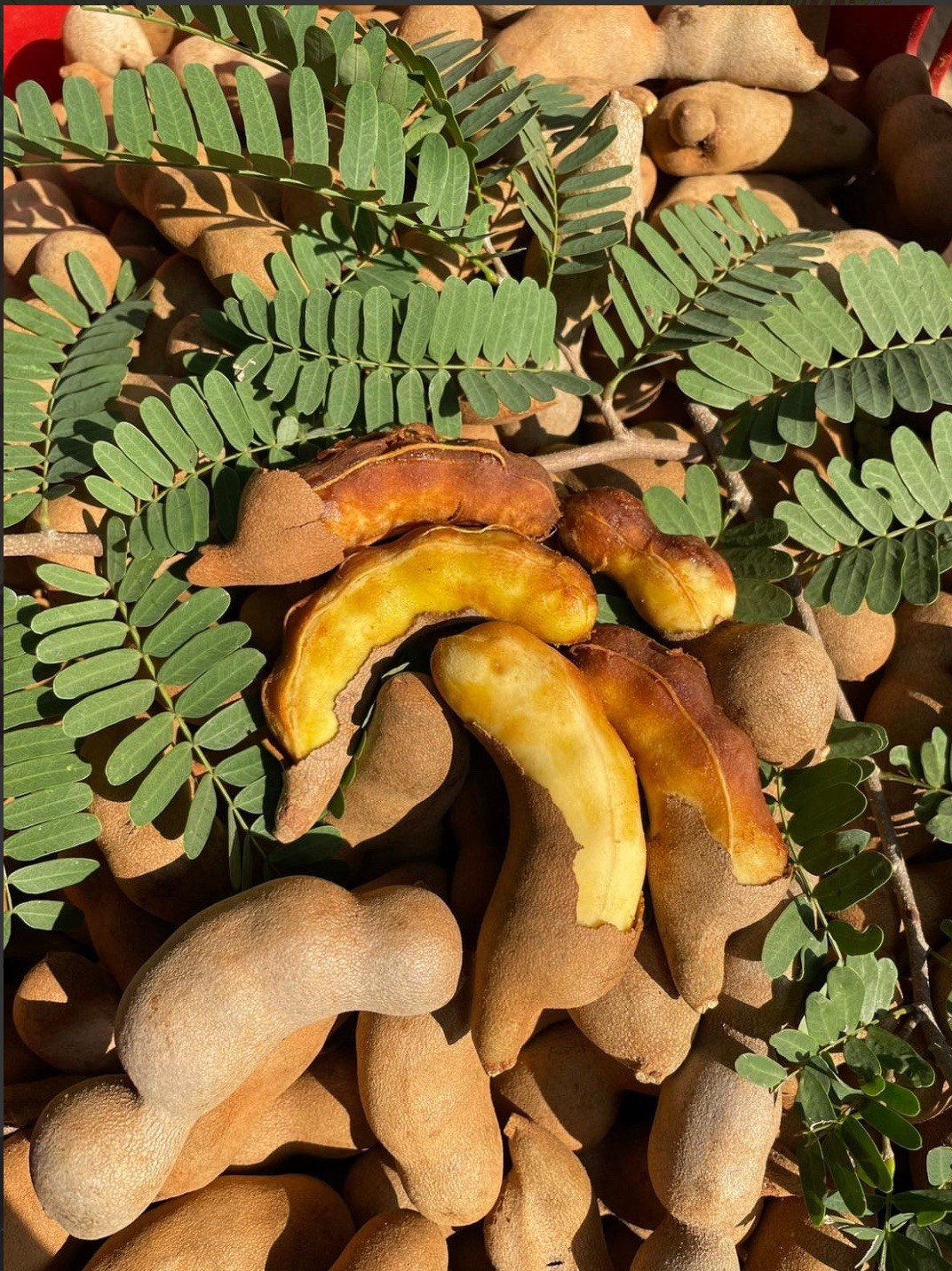Sweet Tamarind Fruit Tree. Healthy Live Sweet Tamarind Plant (Pack Of 3) gallery