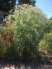 200+ Boneset seeds – Eupatorium perfoliatum, organically grown, harvested 09/24
