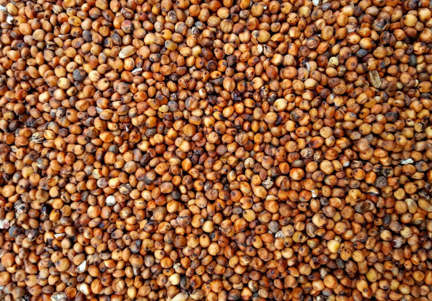 Red Milo Sorghum Seed - Late Maturing Wildlife & Cereal Grain Seeds 2 pounds gallery