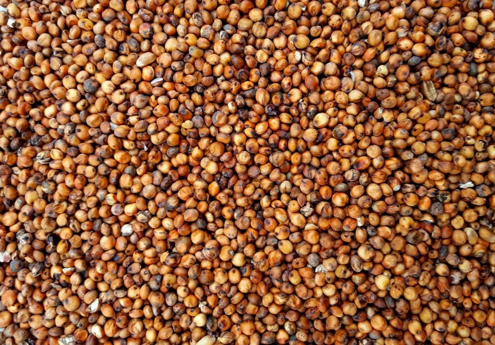 Red Milo Sorghum Seed - Late Maturing Wildlife & Cereal Grain Seeds 2 pounds