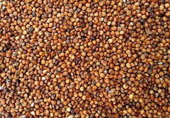 Red Milo Sorghum Seed – Late Maturing Wildlife & Cereal Grain Seeds 2 pounds