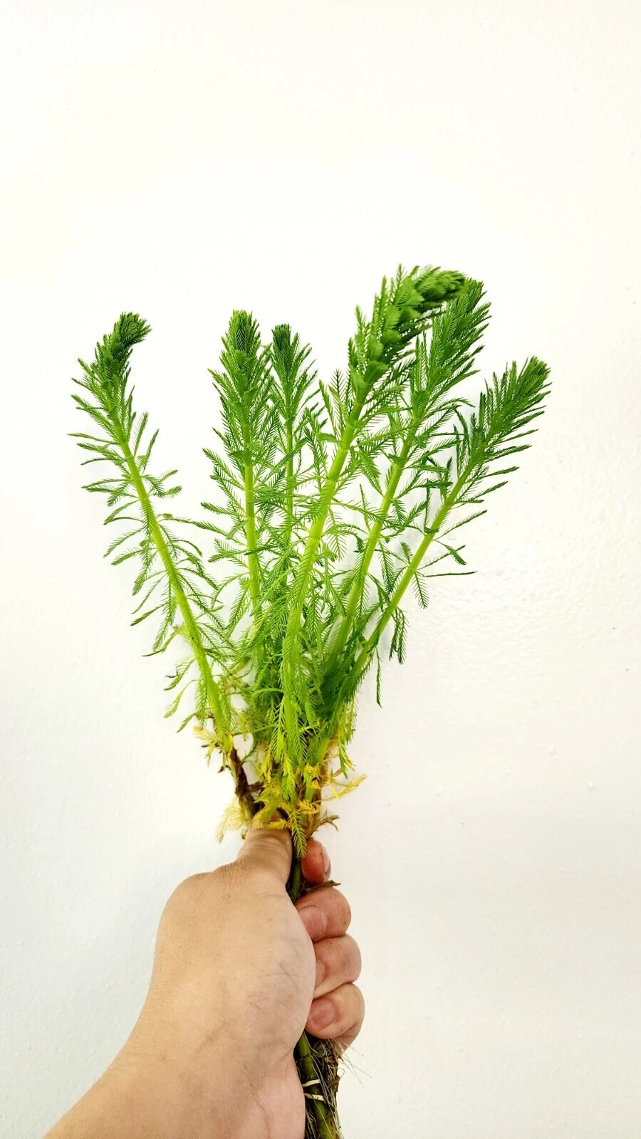 Parrot's Feather Aquatic Marginal Pond Plant - Buy 3 Get 3 Free gallery