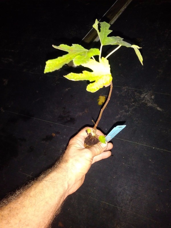 Ficus "brown turkey" Fig Tree plant cold hardy not dormant gallery