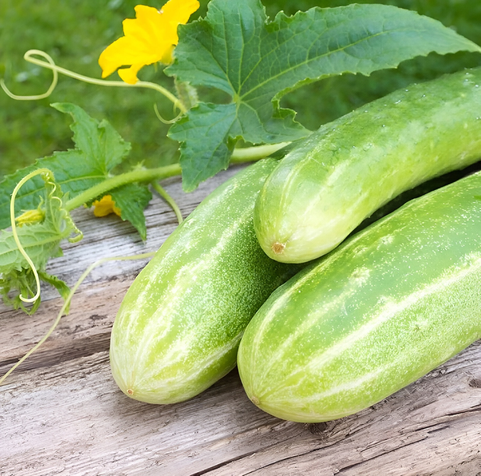 40 Heirloom Double Yield Cucumber Seeds -Heavy Producer Huge Harvests Not Bitter gallery