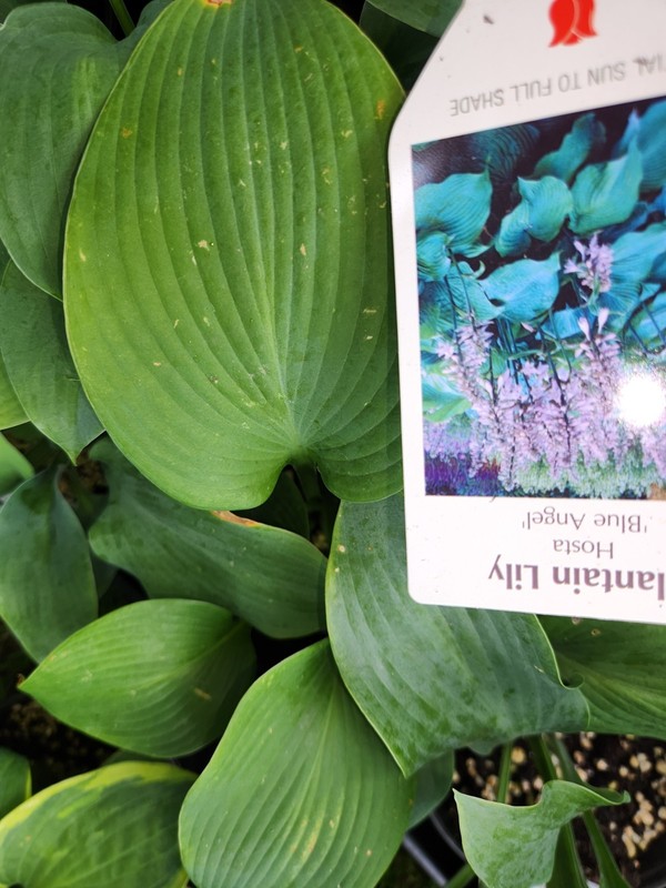 HOSTAS - Several Varieties, Healthy Live Plants, Bare Root, Large & Extra Large gallery