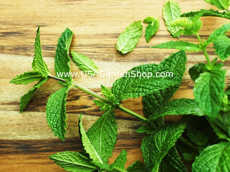 Spearmints, Chocolate Mints Live menthol Mints herb plant seed Peppermints 15 gallery