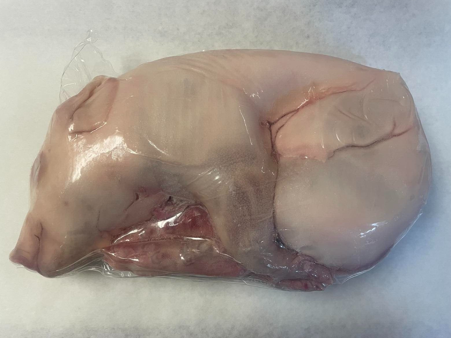 SUCKLING PIGLET ,USDA 100% Certified PRODUCT From Spain !! US SELLER !! gallery