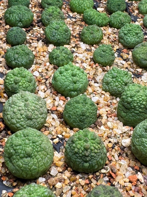 Pseudolithops eylensis Seedling Rare Succulent Live Plant 1” Seed Grown USA gallery