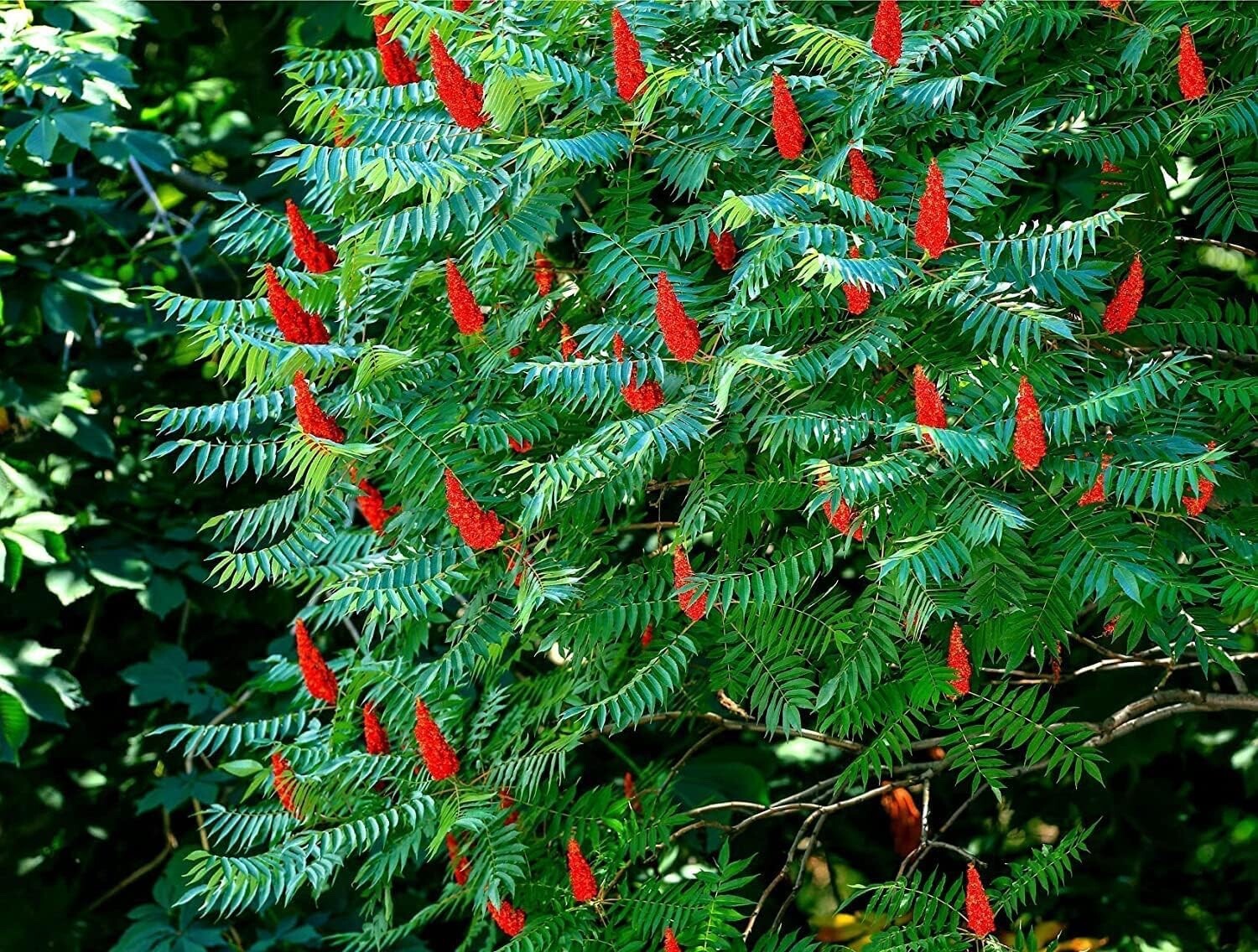 Staghorn Sumac Bush Seedlings gallery