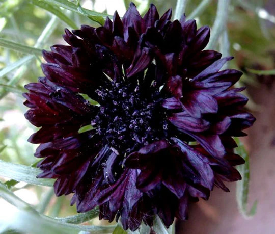 Black Ball Purple Bachelor Button Cornflower 150 Seeds. Free Shipping! gallery