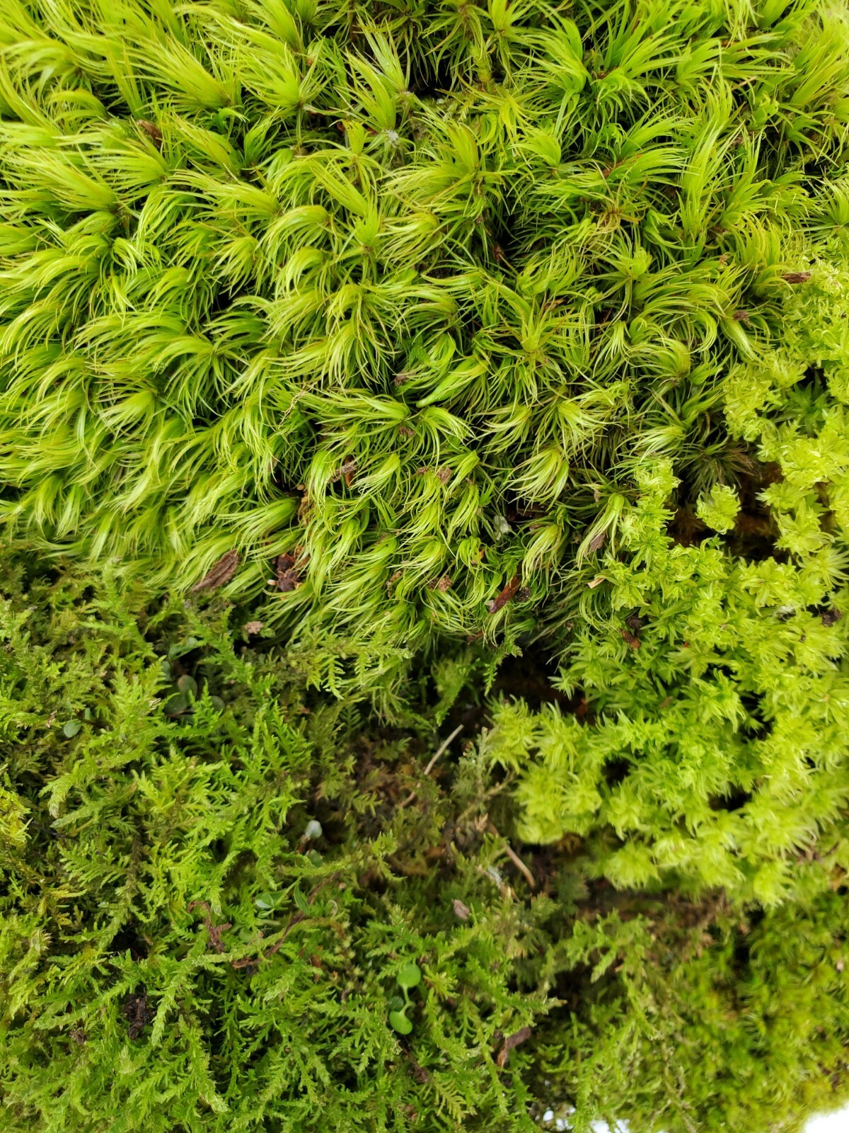 Large Live Moss Assortment for Terrarium Vivarium Fairy Garden 9"x12" Bag gallery