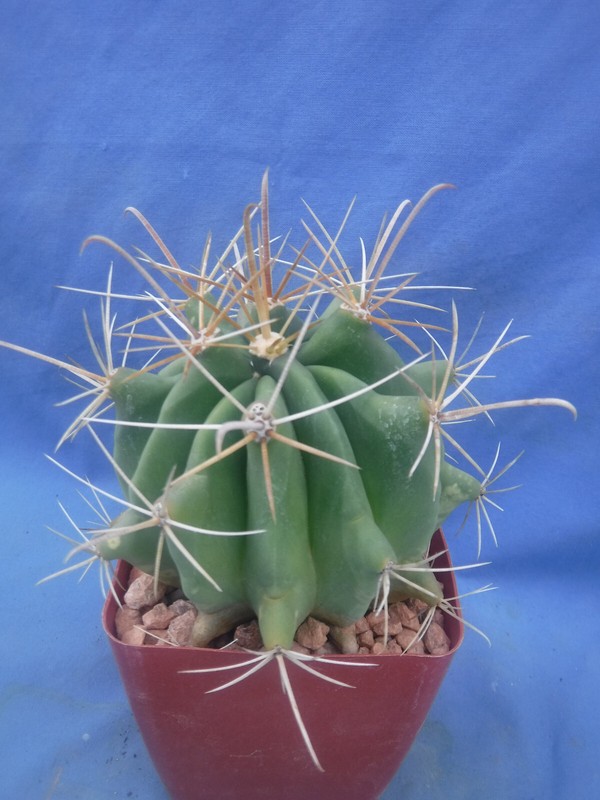 Ferocactus wislizeni "Fishhook Barrel" Cactus YELLOW SPINES/FLOWERS! 5"-6" Wide gallery