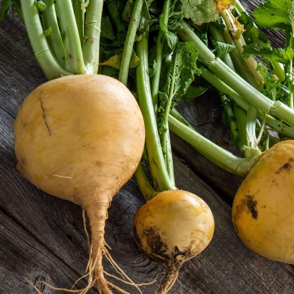 Golden Globe Turnip Seeds, NON-GMO, Variety Size Packets, FREE SHIPPING gallery