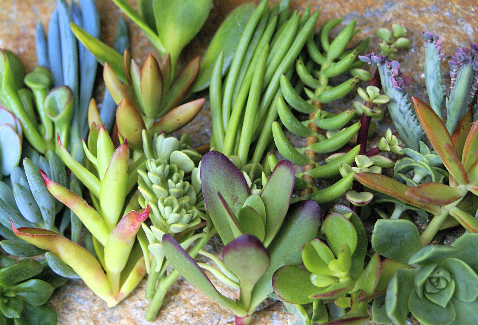 25+ Assorted Succulent Cuttings - 25 Varieties with Instructions & Free Shipping gallery