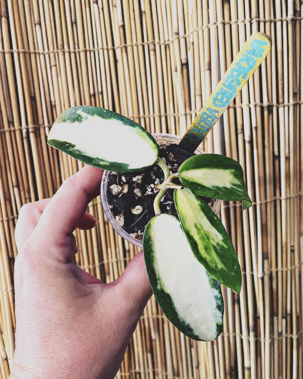 Rare Hoya Verticillata Inner Variegated Wax Flower Tropical Vining Plant gallery