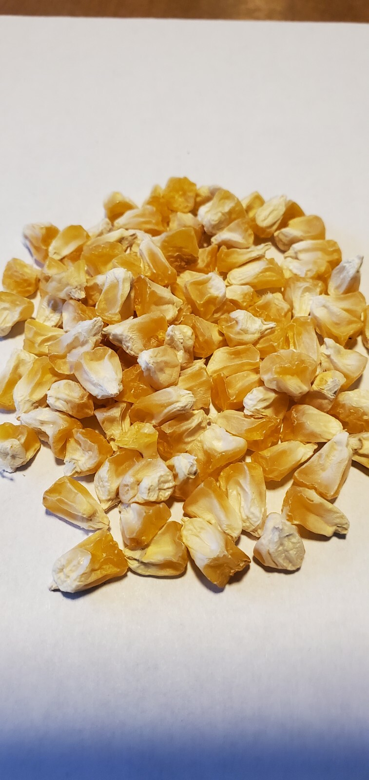 1/2 Pound ( 1600 Seed) "Incredible" Variety Sweet Corn Seeds Untreated Non GMO gallery