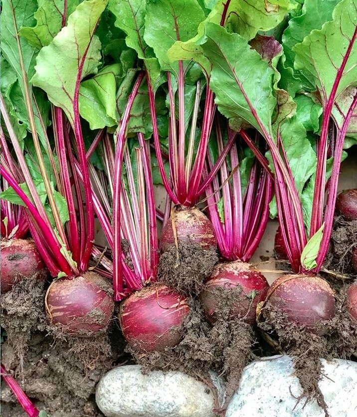 400+ Seeds Beetroot Detroit Dark Red Beet(Beta vulgaris) Vegetable Free Ship #20 gallery
