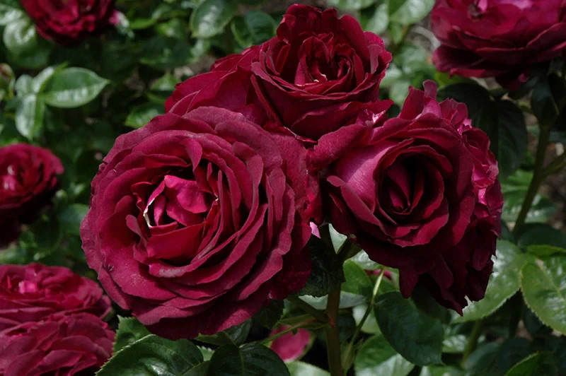 SUPER RARE Twilight Zone Rose - 3 cuttings for rooting or grafting gallery