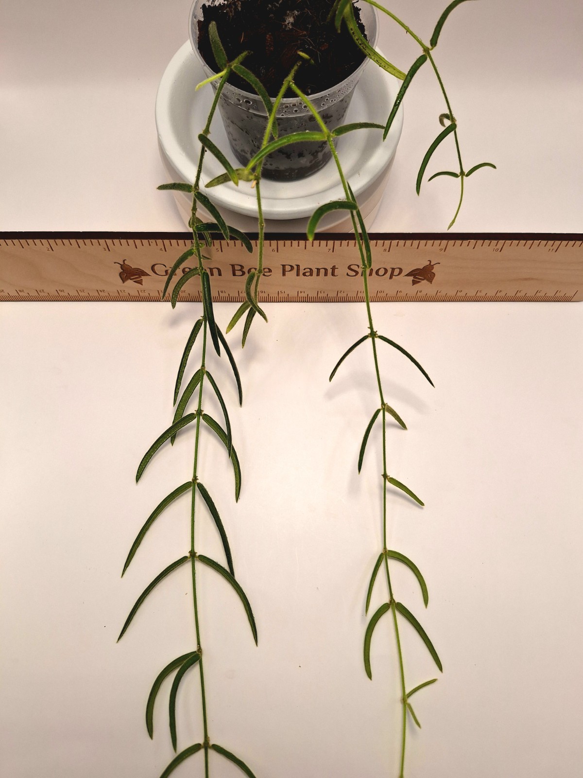 Hoya Linearis-Several Active Growth Points-Longest Strand 24" - 3 Rooted Strands gallery