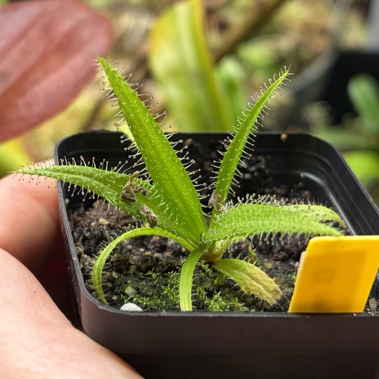 Drosera Regia Carnivorous King Sundew Strong Grower Large Species gallery