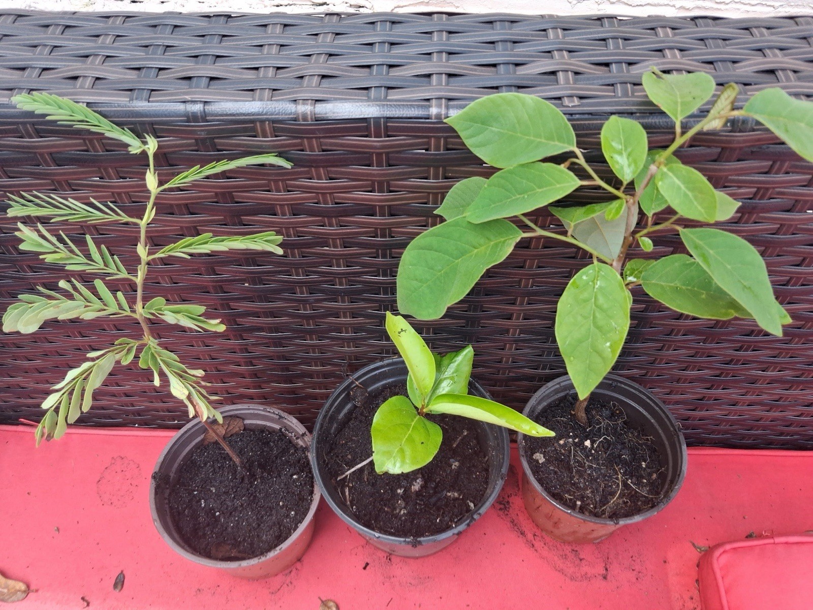“3 Rare Tropical Fruit Plants – Cherimoya, Black Sapote, Tamarind – Live Trees” gallery