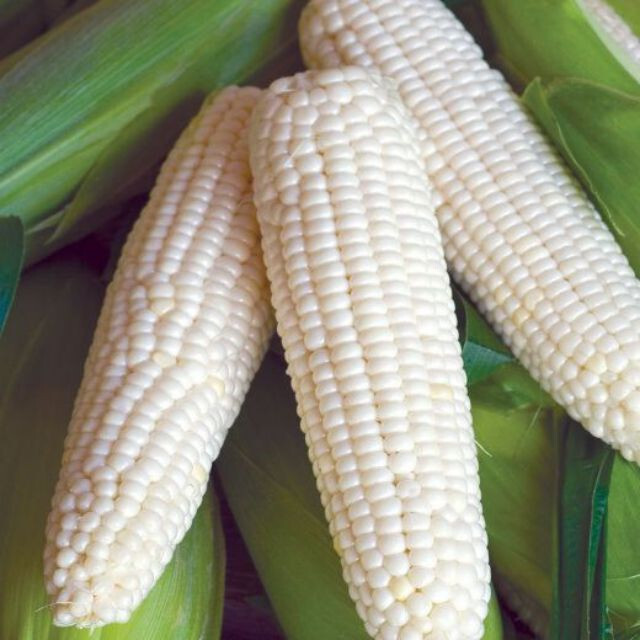 Sweet sticky Corn/ Bap Nep Seeds/ Asian Corn Seeds/ Easy Plant Seeds gallery